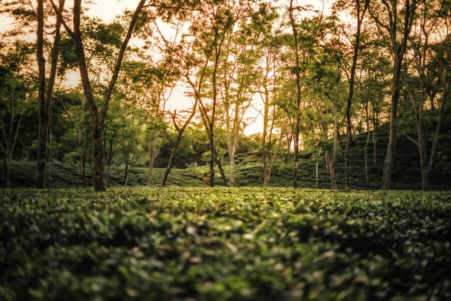 Assam–Tea Garden Vistas